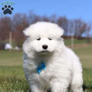 Simon, Samoyed Puppy